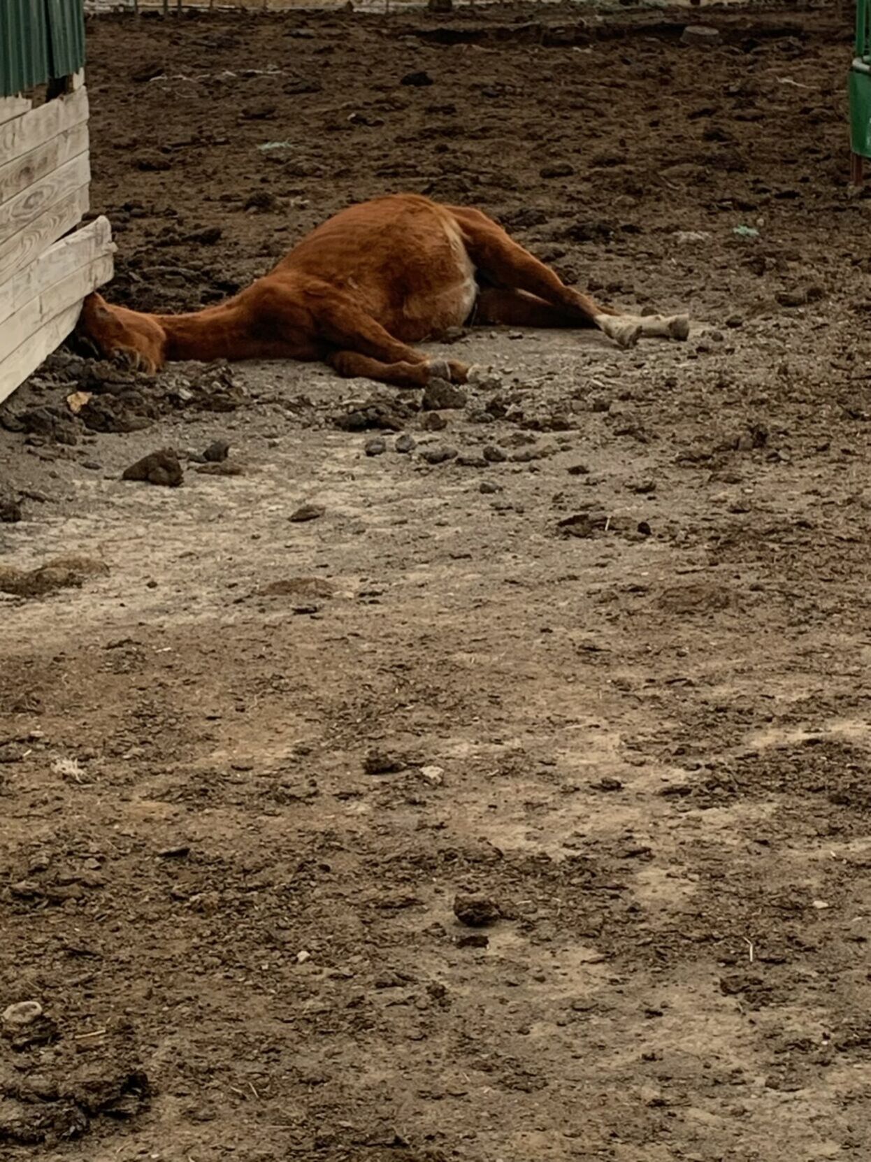 Horse neglect 2